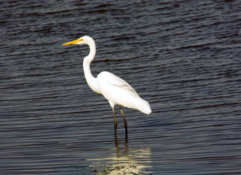 Great white egret