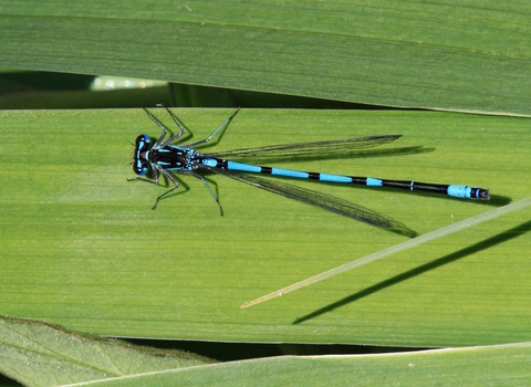 Variable damselfly