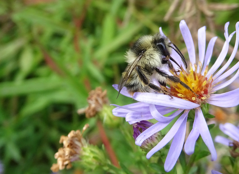 Shrill carder bee male