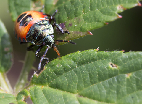 Bronze shieldbug nymph