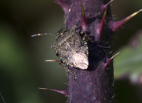 Bronze shieldbug