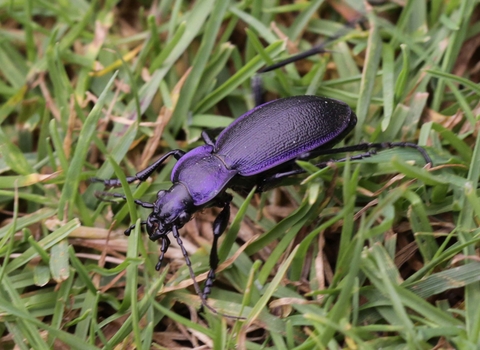 Violet ground beetle