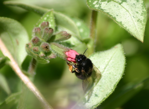 Hairy-footed flower bee (female)