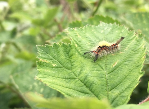 Vapourer moth caterpillar