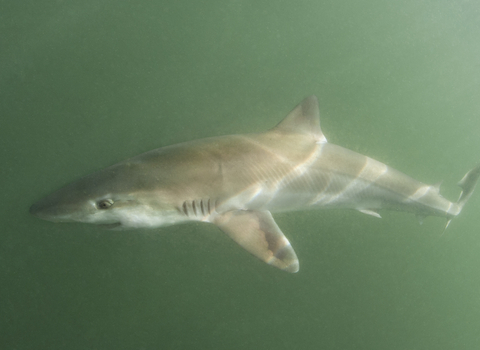 Tope shark