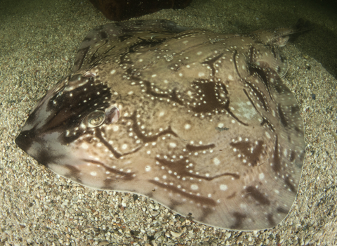 Undulate ray