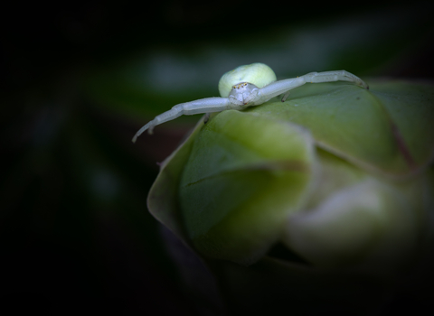 crab spider