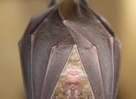 Greater Horseshoe Bat