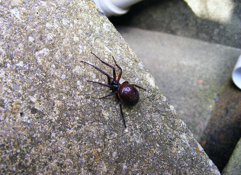 False widow spider