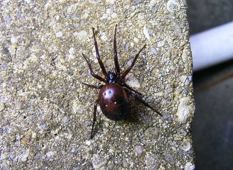 A false widow spider crawling over a stony surface