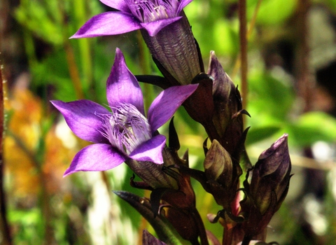 chiltern gentian