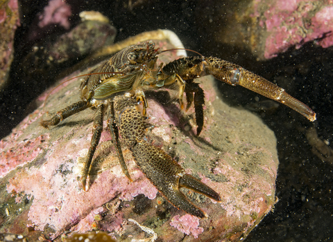 olive squat lobster