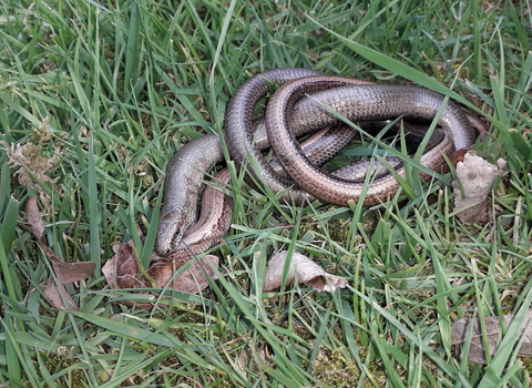 Slow worm pair mating