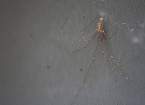 Cellar spider