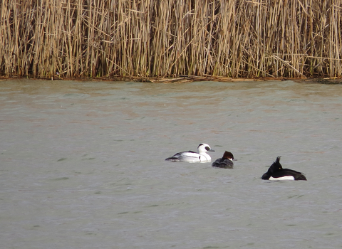 Smew pair (with tufted duck)