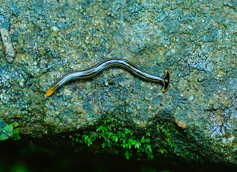 Broadhead planaria