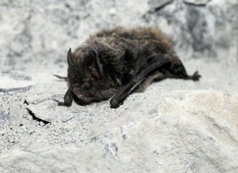 Barbastelle bat