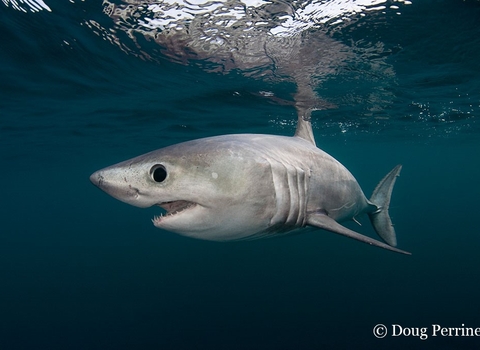 Porbeagle shark