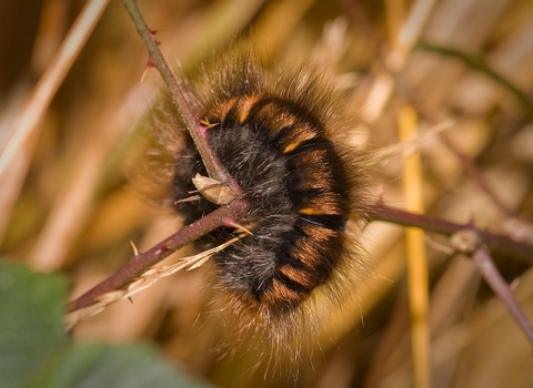 Fox moth caterpillar curled up