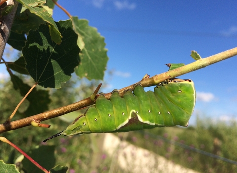 A fat, green puss moth caterpillar clings to a thin branch