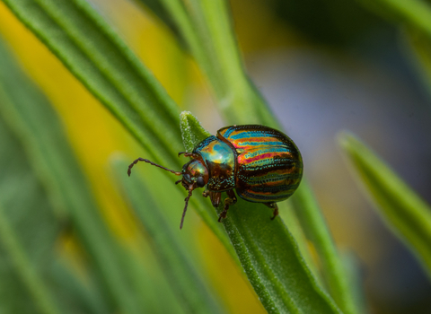 A shiny green and red rosemary beetle