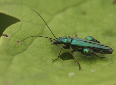 A glittering green swollen-thighed beetle on a leaf, demonstrating the chunky thighs that earn its name