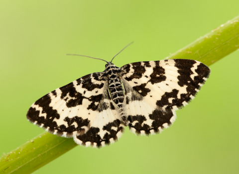 An argent & sable moth perched on a grass stem with its black and white wings spread