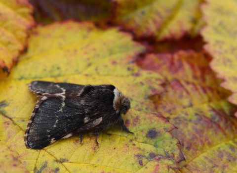 A December moth standing on a a yellow leaf. It's a fluffy moth with wavy cream lines across its charcoal wings