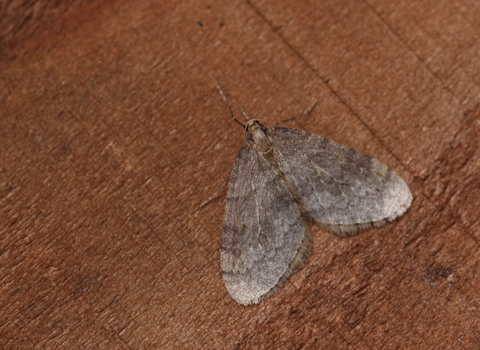 A winter moth resting on a wooden board. It's an almost triangular, pale grey-brown moth