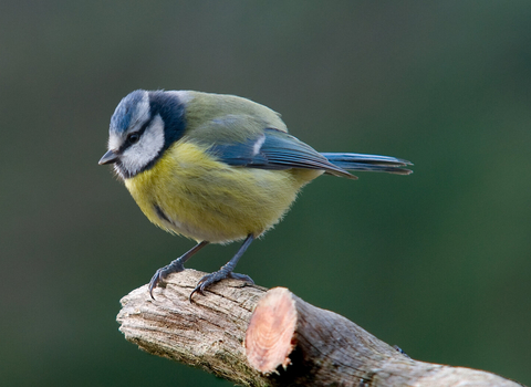 blue tit