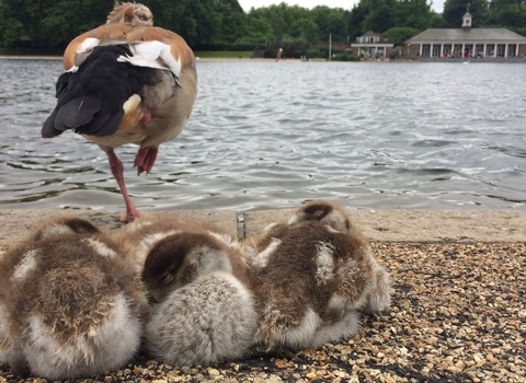 Three Egyptian goose goslings and one of their parents snoozing by a river in an urban park