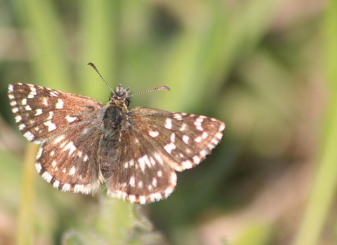 Grizzled skipper