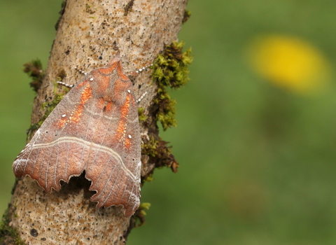 A herald moth resting on a branch