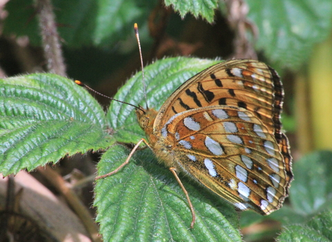 High brown fritillary