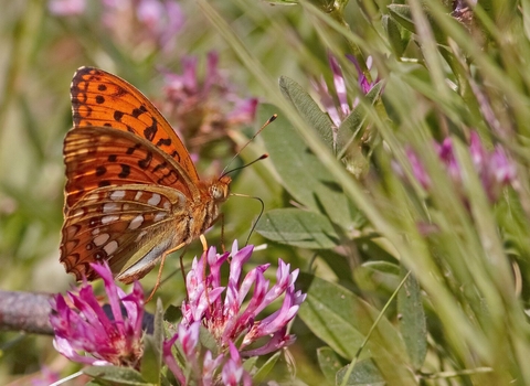 High brown fritillary