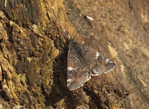 Orange underwing