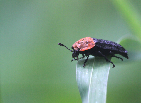 A red-breasted carrion beetle, with its distinctive red pronotum, standing on a folded over leaf