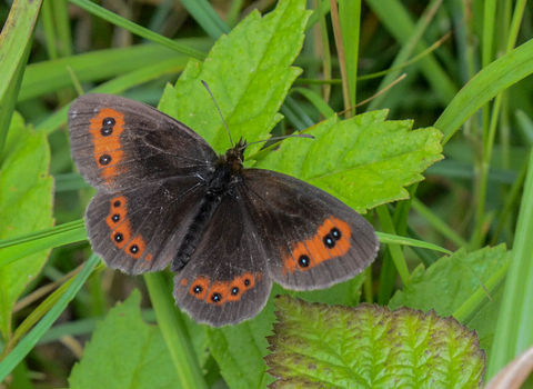 A Scotch argus butterfly resting on a leaf, its brown wings open showing the orange patches and black-bordered white spots