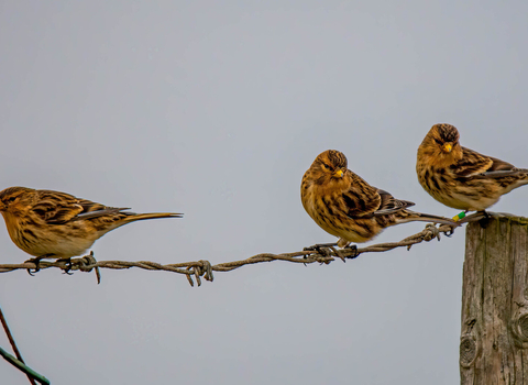 Three twite perch on a wire fence. They're in winter plumage, with bright yellow beaks