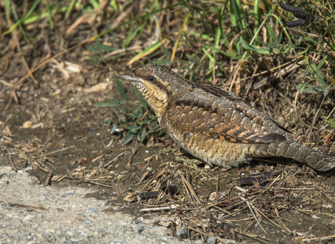 A wryneck foraging for ants along the edge of a track