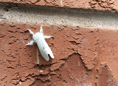 A yellow-tail moth resting on a brick wall