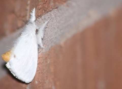 A yellow-tail moth resting on a brick wall, its abdomen curled up to reveal the distinctive yellow tail